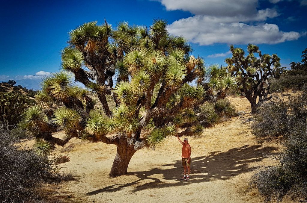 Huge Joshua Trees